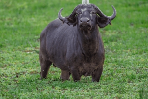 Z Zanzibaru z lotem: 2-dniowe safari w Selous i wycieczka do Masajów