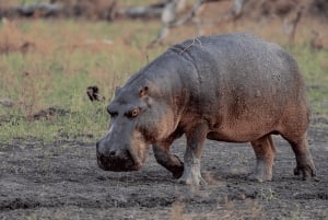 Z Zanzibaru z lotem: 2-dniowe safari w Selous i wycieczka do Masajów