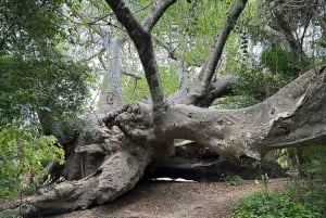 Full-Day Blue Lagoon & Sandbank from Zanzibar (Safari blue)