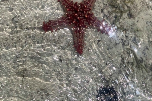 Full-Day Blue Lagoon & Sandbank from Zanzibar (Safari blue)