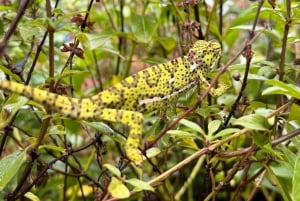 Full day visit to hotsprings, waterfalls and coffee tour