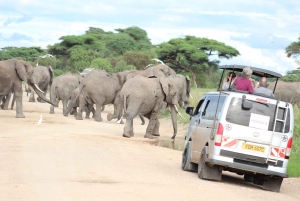 Piratjakt i Amboseli