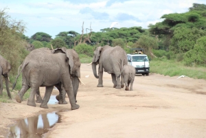 Piratjakt i Amboseli
