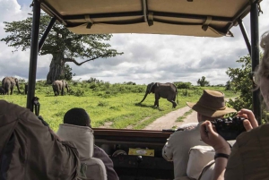 Safari dans le Maasai Mara