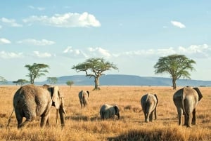 Safari dans le Maasai Mara