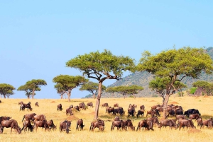 Safari dans le Maasai Mara