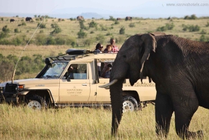 Safari dans le Maasai Mara