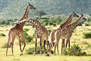 Safari dans le Maasai Mara