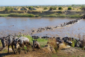 Safari dans le Maasai Mara