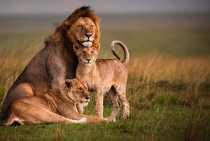 Safari dans le Maasai Mara