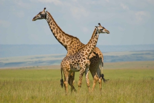 Safari dans le Maasai Mara