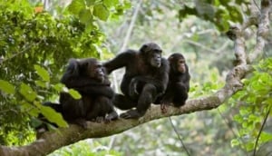 Gombe Stream National Park