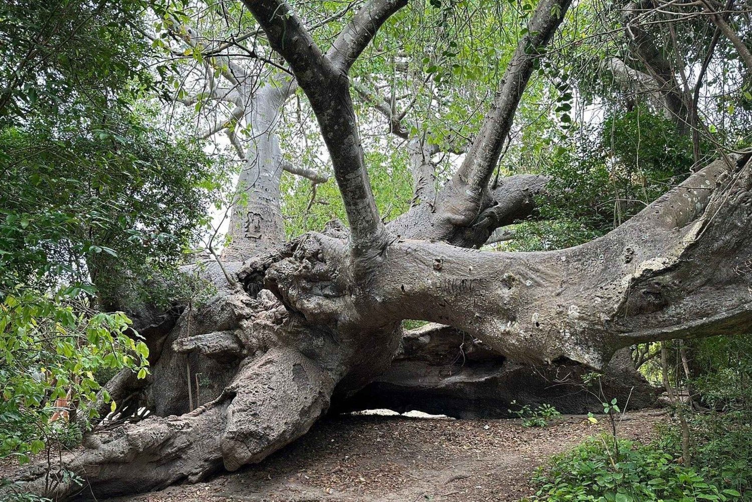Gruppenausflug Sansibar: Safari Blue Schnorcheltour mit Mittagessen