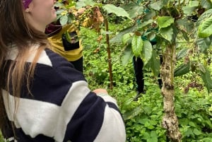 温泉または滝＆キングストン・アシリア・コーヒーツアー