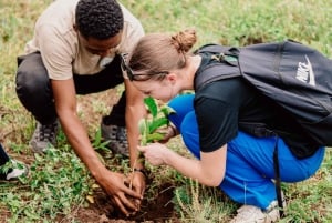 温泉または滝＆キングストン・アシリア・コーヒーツアー