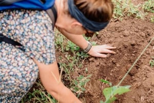 温泉または滝＆キングストン・アシリア・コーヒーツアー