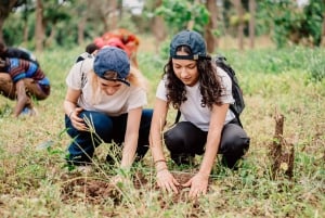 温泉または滝＆キングストン・アシリア・コーヒーツアー