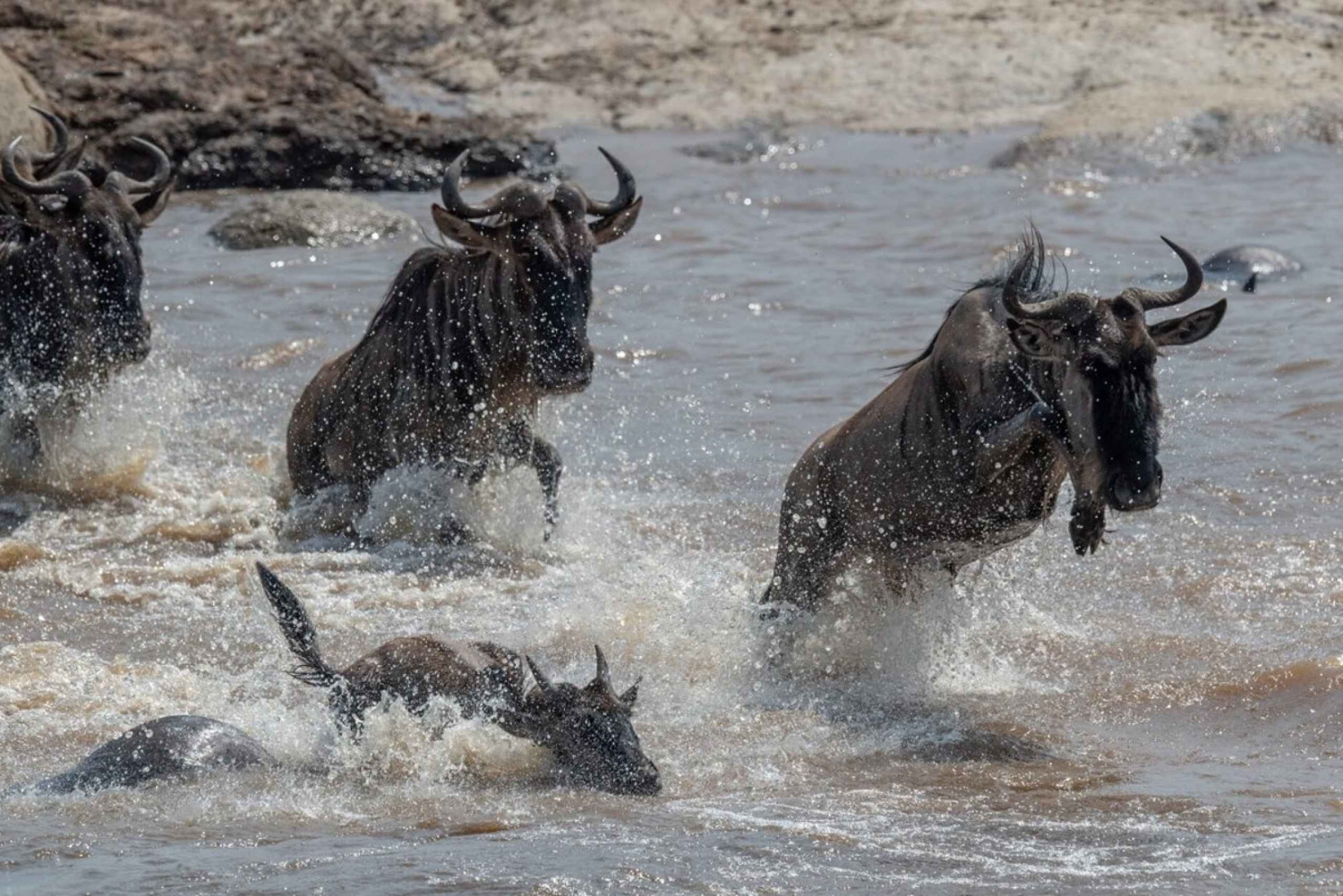 Indepth tour of wildbeest migration Serengeti and Ngorongoro