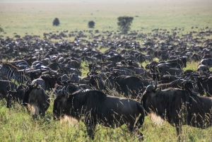 Indepth tour of wildbeest migration Serengeti and Ngorongoro