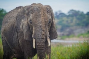 Indepth tour of wildbeest migration Serengeti and Ngorongoro