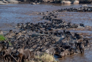 Indepth tour of wildbeest migration Serengeti and Ngorongoro
