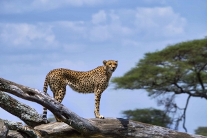 Indepth tour of wildbeest migration Serengeti and Ngorongoro