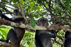 THE GREEN TOUR: Jozani Forest & Mangrove kayaking experience