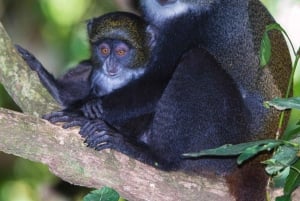 THE GREEN TOUR: Jozani Forest & Mangrove kayaking experience