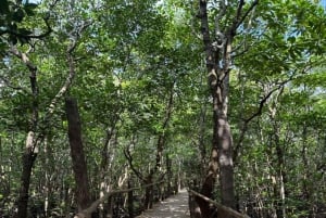 THE GREEN TOUR: Jozani Forest & Mangrove kayaking experience