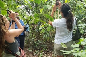 THE GREEN TOUR: Jozani Forest & Mangrove kayaking experience
