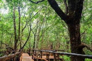 THE GREEN TOUR: Jozani Forest & Mangrove kayaking experience
