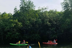 THE GREEN TOUR: Jozani Forest & Mangrove kayaking experience