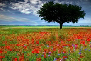 イリンガ：2日間のキトゥロ国立公園キャンプサファリ