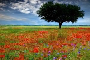 Iringa: 2-dages Kitulo National Park Camping Safari