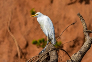 Iringa: 2-tägige Safari im Ruaha-Nationalpark mit Pirschfahrten