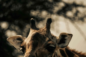 Iringa: 2-tägige Safari im Ruaha-Nationalpark mit Pirschfahrten