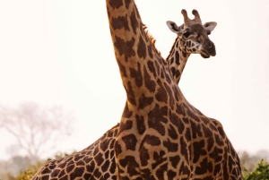 Iringa: 2-tägige Safari im Ruaha-Nationalpark mit Pirschfahrten