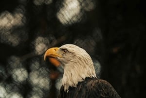 Iringa: 2-tägige Safari im Ruaha-Nationalpark mit Pirschfahrten