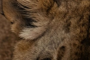 Iringa: 2-tägige Safari im Ruaha-Nationalpark mit Pirschfahrten