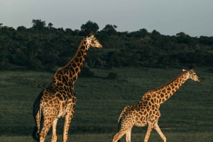 Iringa: 2-tägige Safari im Ruaha-Nationalpark mit Pirschfahrten