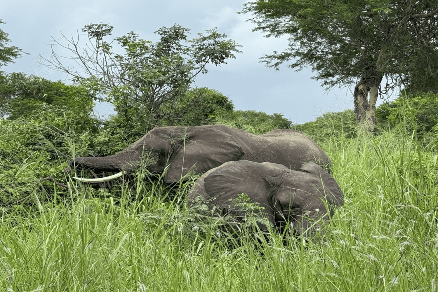 Iringa: Ruaha National Park Day Trip with Safari