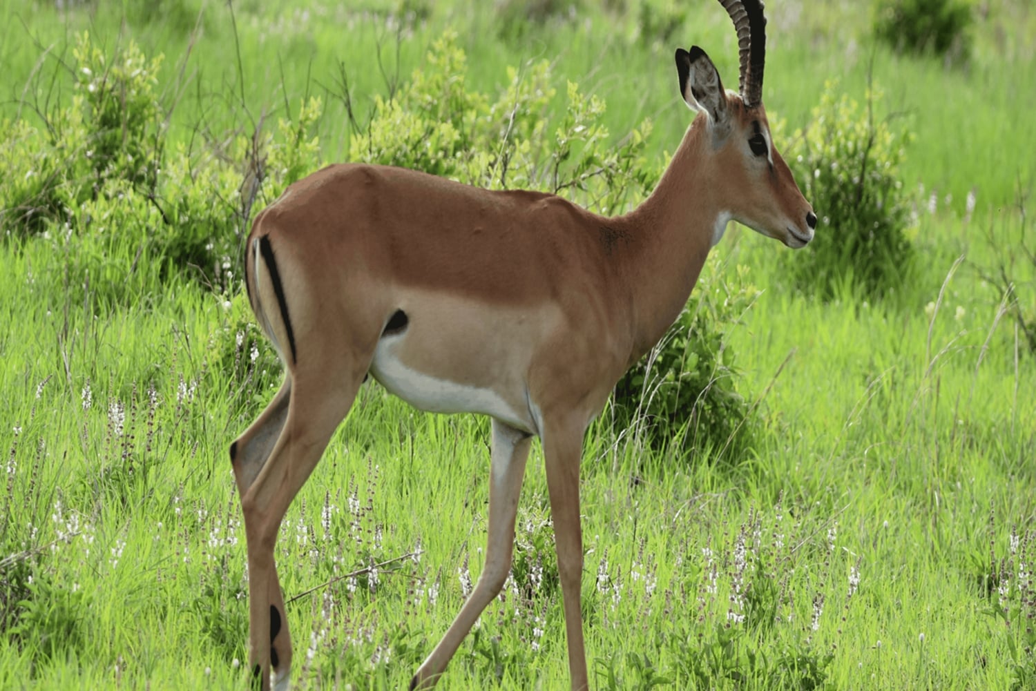 Iringa: Ruaha National Park Day Trip with Safari