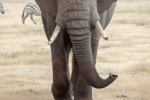 Иринга: однодневная поездка в национальный парк Руаха с сафари
