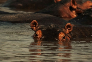 Иринга: однодневная поездка в национальный парк Руаха с сафари