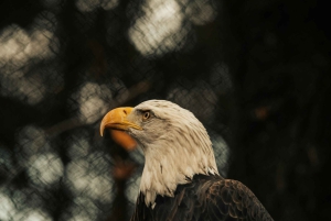 Иринга: однодневная поездка в национальный парк Руаха с сафари