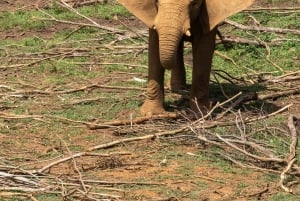 Иринга: однодневная поездка в национальный парк Руаха с сафари