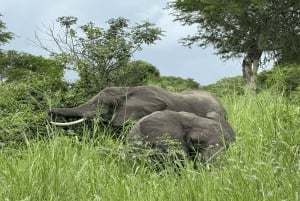 Iringa: Ruaha National Park Day Trip with Safari