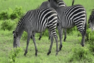 Iringa: Ruaha National Park Day Trip with Safari