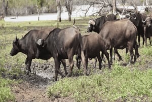 Iringa: Ruaha National Park Day Trip with Safari
