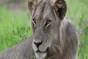 Iringa: Ruaha National Park Day Trip with Safari